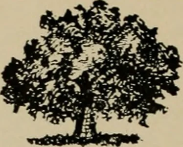 An illustration from Architect and engineer, 1905, leaf 91