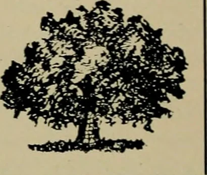 An illustration from Architect and engineer, 1905, leaf 91
