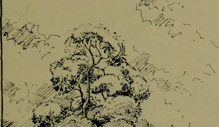 An illustration from Architect and engineer, 1905, leaf 50