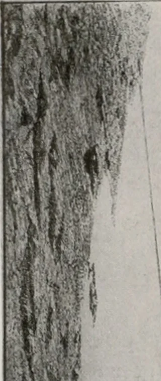 An illustration from Architect and engineer, 1905, leaf 263