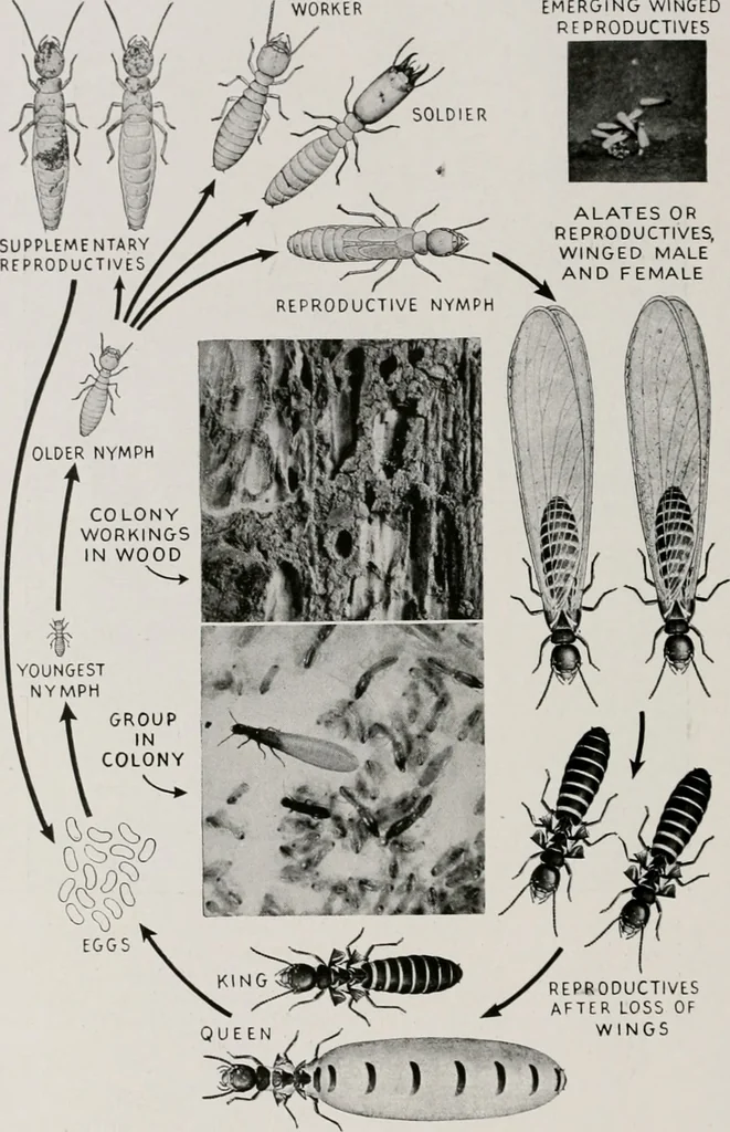 An illustration from Architect and engineer, 1905, leaf 330