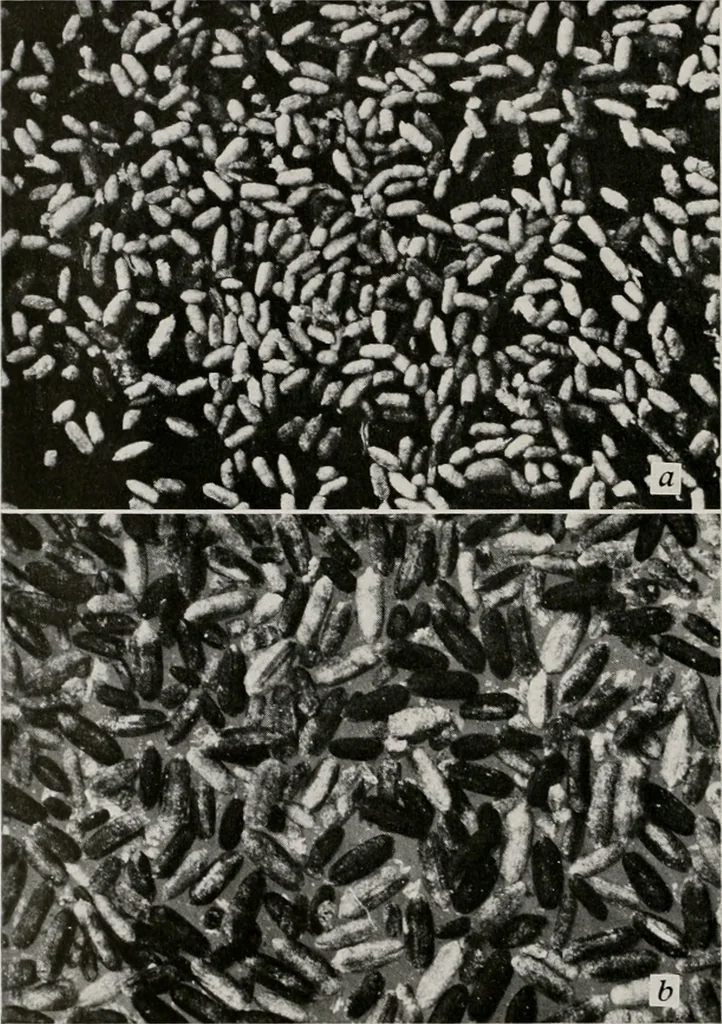 An illustration from Architect and engineer, 1905, leaf 332
