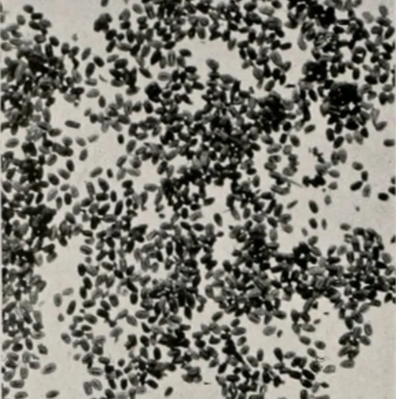 An illustration from Architect and engineer, 1905, leaf 400