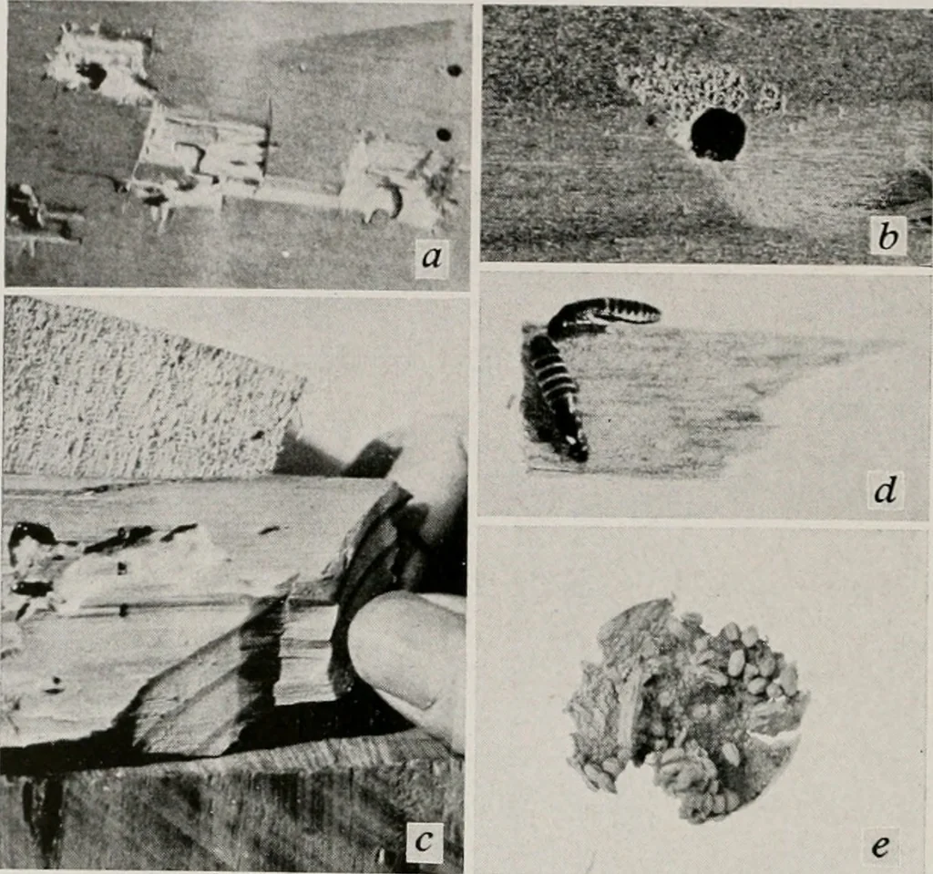 An illustration from Architect and engineer, 1905, leaf 402