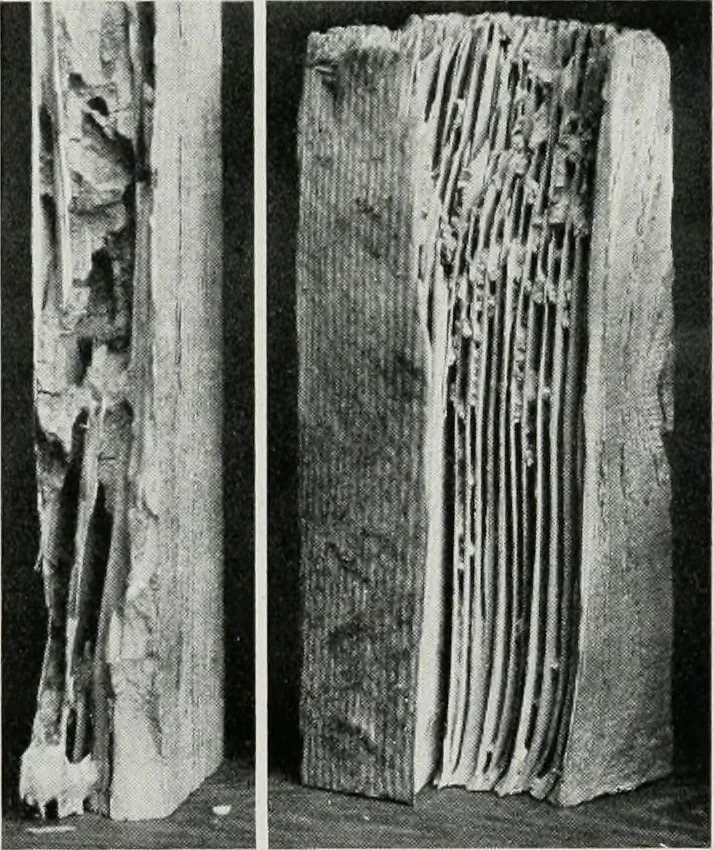 An illustration from Architect and engineer, 1905, leaf 117