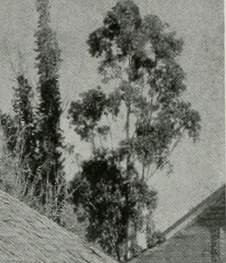 An illustration from Architect and engineer, 1905, leaf 242