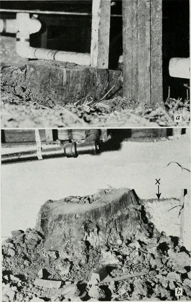An illustration from Architect and engineer, 1905, leaf 39