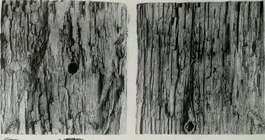 An illustration from Architect and engineer, 1905, leaf 405
