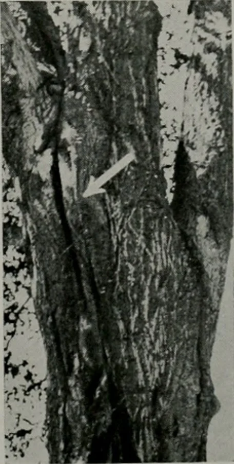 An illustration from Architect and engineer, 1905, leaf 144