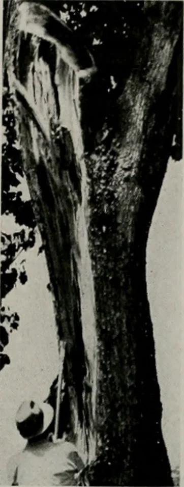 An illustration from Architect and engineer, 1905, leaf 302