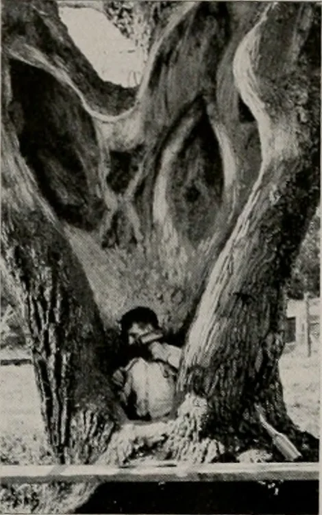 An illustration from Architect and engineer, 1905, leaf 7