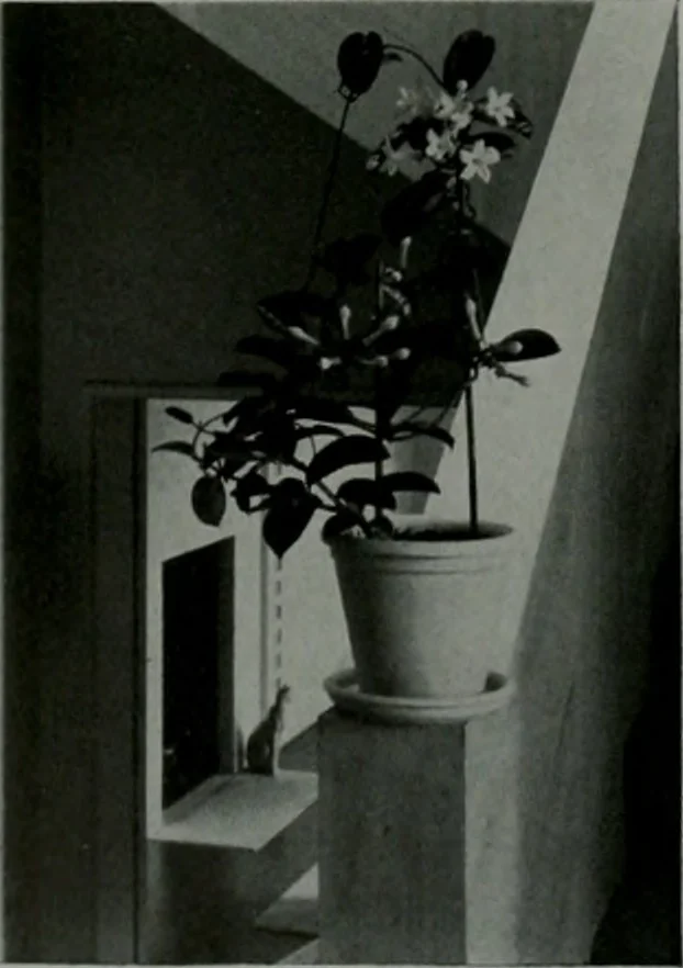 An illustration from Architect and engineer, 1905, leaf 29
