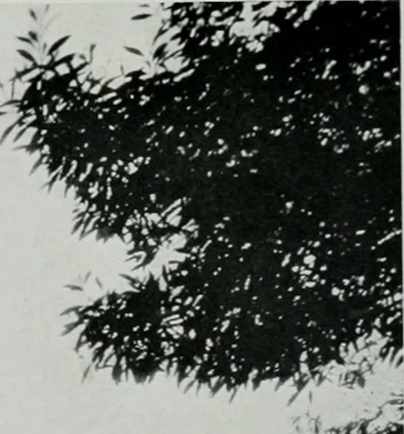 An illustration from Architect and engineer, 1905, leaf 257