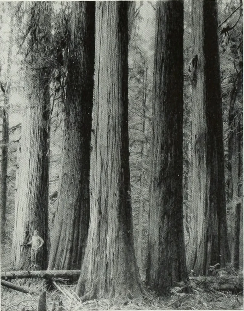 An illustration from Architect and engineer, 1905, leaf 186