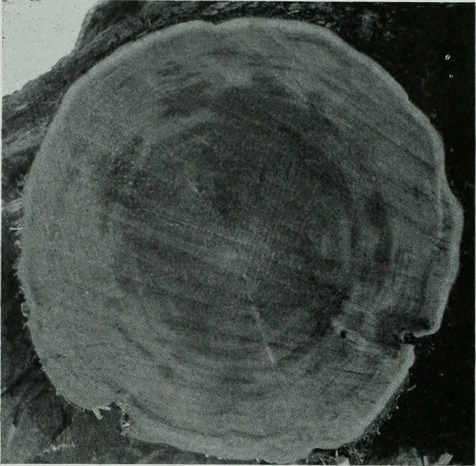 An illustration from Architect and engineer, 1905, leaf 187