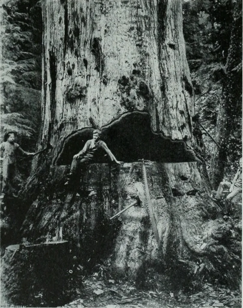 An illustration from Architect and engineer, 1905, leaf 187