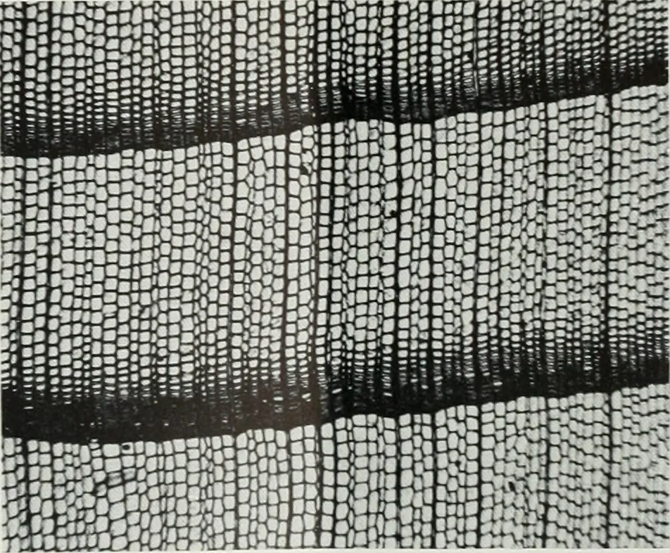 An illustration from Architect and engineer, 1905, leaf 190