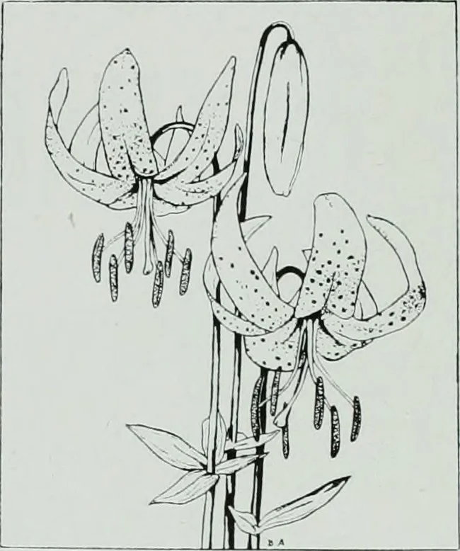 An illustration from Architect and engineer, 1905, leaf 245