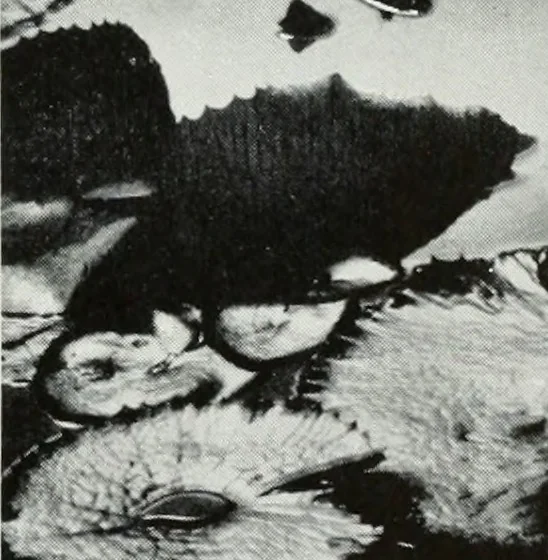 An illustration from Architect and engineer, 1905, leaf 402