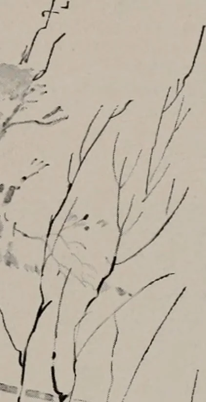 An illustration from Architect and engineer, 1905, leaf 226