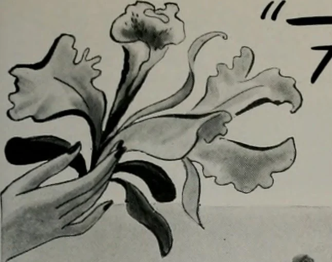 An illustration from Architect and engineer, 1905, leaf 70