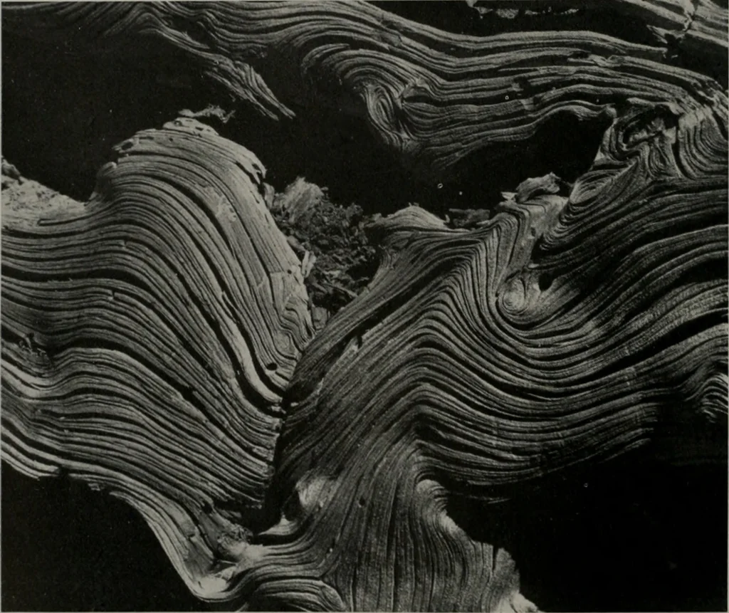 An illustration from Architect and engineer, 1905, leaf 303