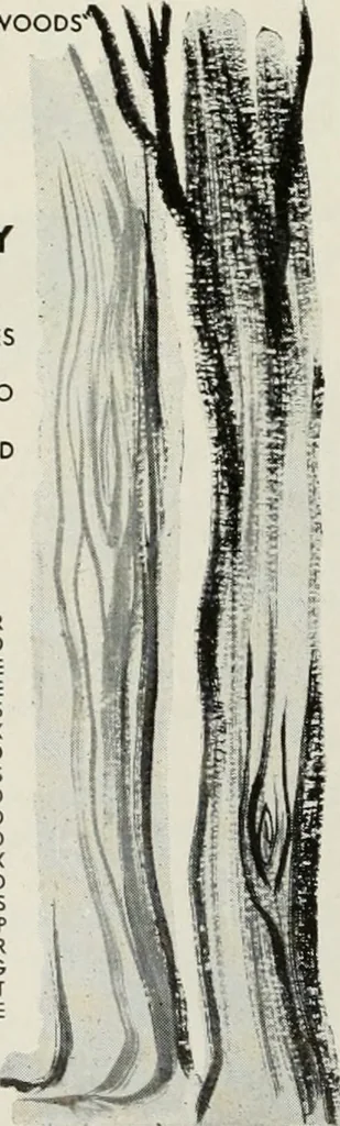 An illustration from Architect and engineer, 1905, leaf 501