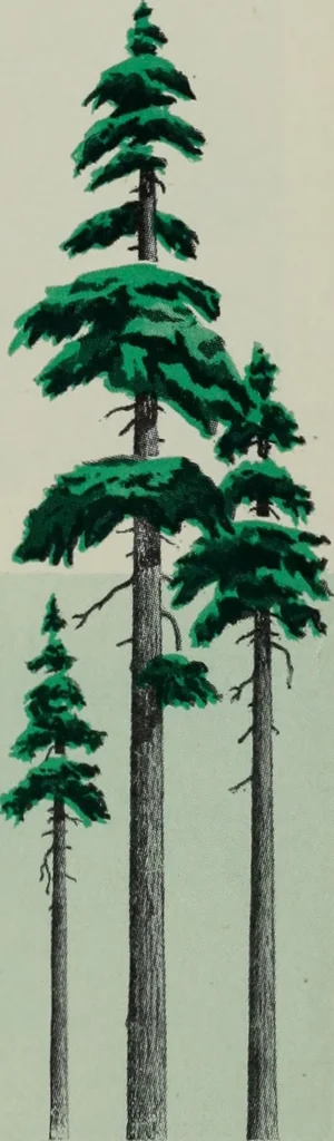 An illustration from Architect and engineer, 1905, leaf 204