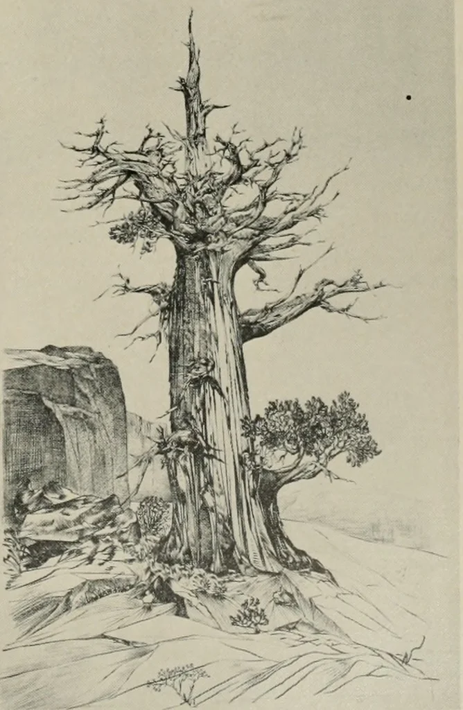 An illustration from Architect and engineer, 1905, leaf 497