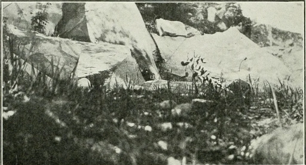 An illustration from The Architect & engineer of California and the Pacific Coast, 1905, leaf 293