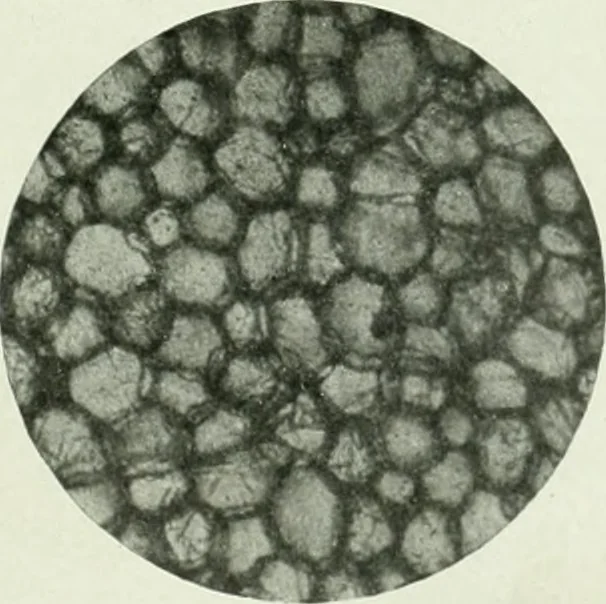 An illustration from The Architect & engineer of California and the Pacific Coast, 1905, leaf 294