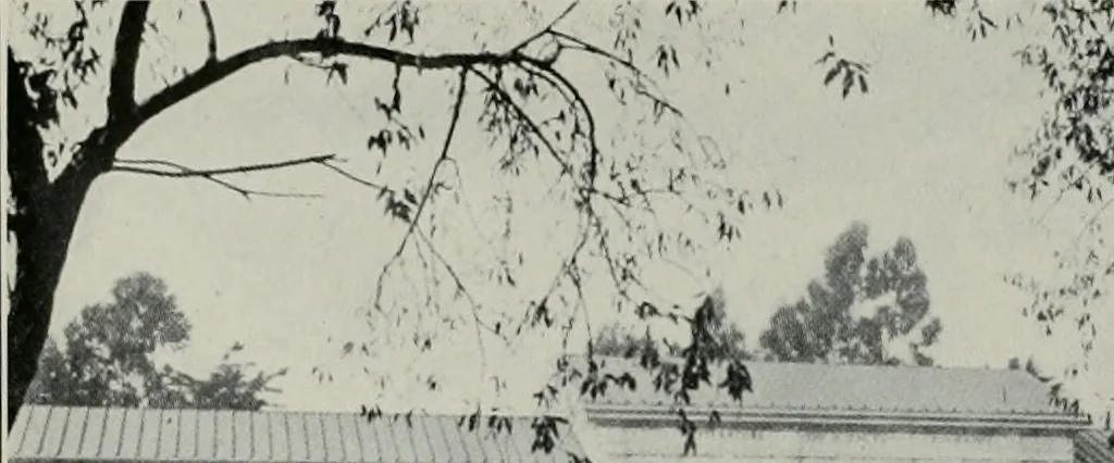 An illustration from The Architect & engineer of California and the Pacific Coast, 1905, leaf 336