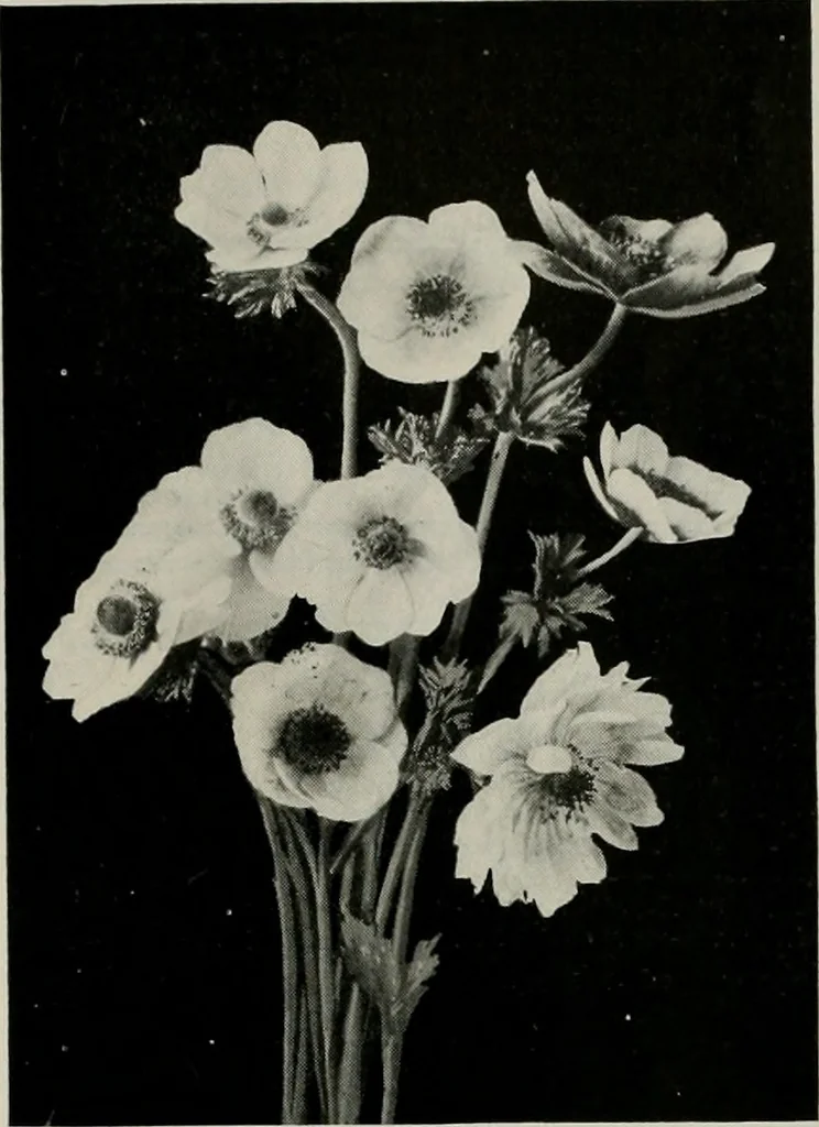 An illustration from The Architect & engineer of California and the Pacific Coast, 1905, leaf 400
