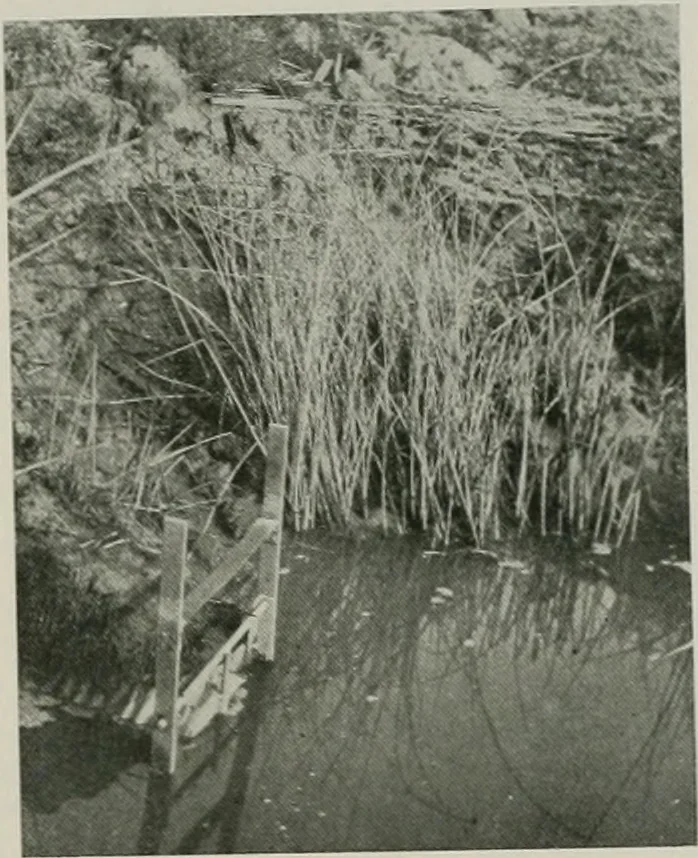 An illustration from The Architect & engineer of California and the Pacific Coast, 1905, leaf 494