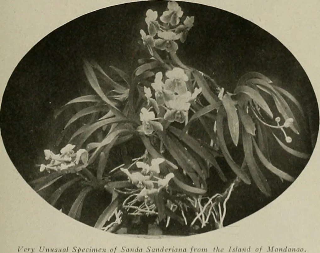 An illustration from The Architect & engineer of California and the Pacific Coast, 1905, leaf 400