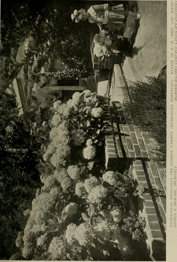 An illustration from The Architect & engineer of California and the Pacific Coast, 1905, leaf 402