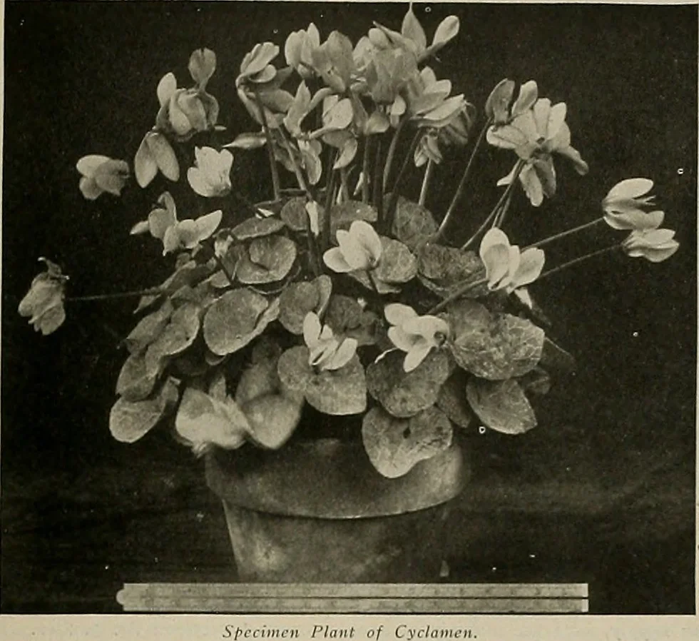 An illustration from The Architect & engineer of California and the Pacific Coast, 1905, leaf 404