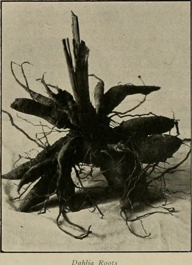 An illustration from The Architect & engineer of California and the Pacific Coast, 1905, leaf 557