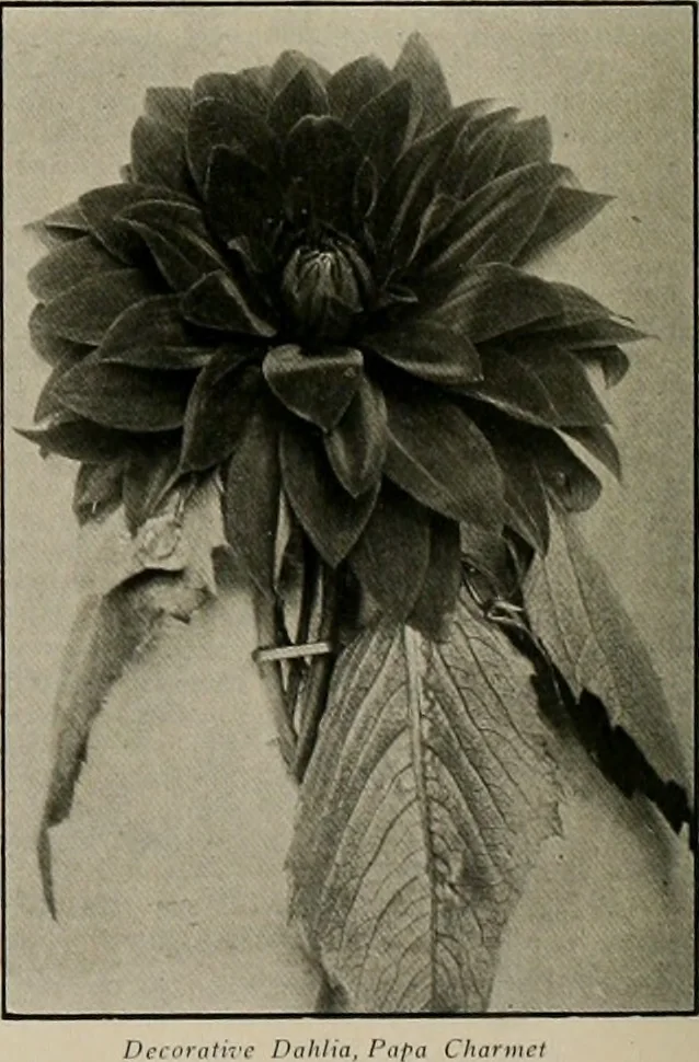 An illustration from The Architect & engineer of California and the Pacific Coast, 1905, leaf 557