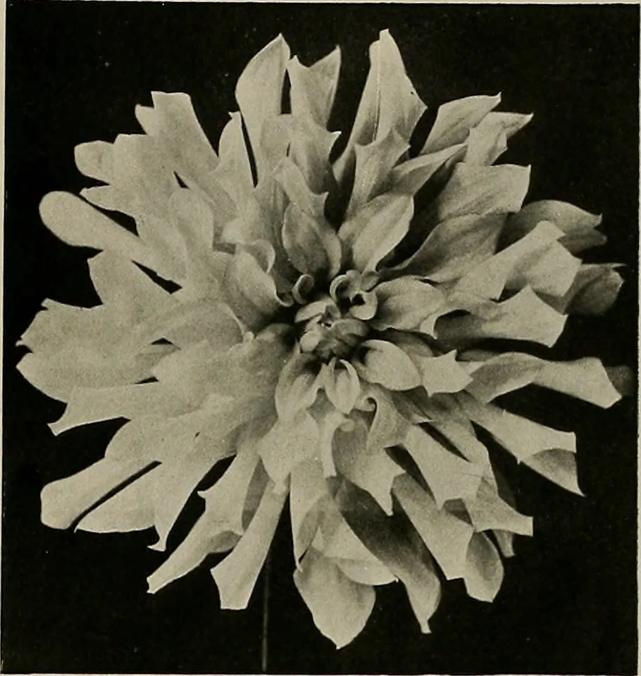An illustration from The Architect & engineer of California and the Pacific Coast, 1905, leaf 558