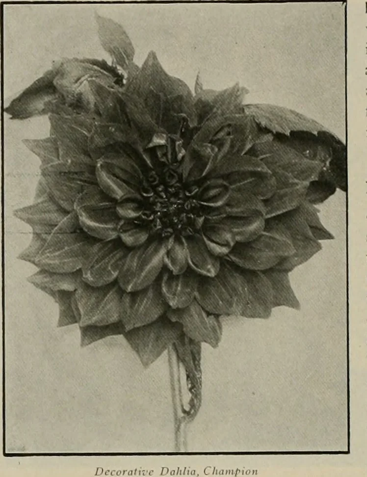 An illustration from The Architect & engineer of California and the Pacific Coast, 1905, leaf 559
