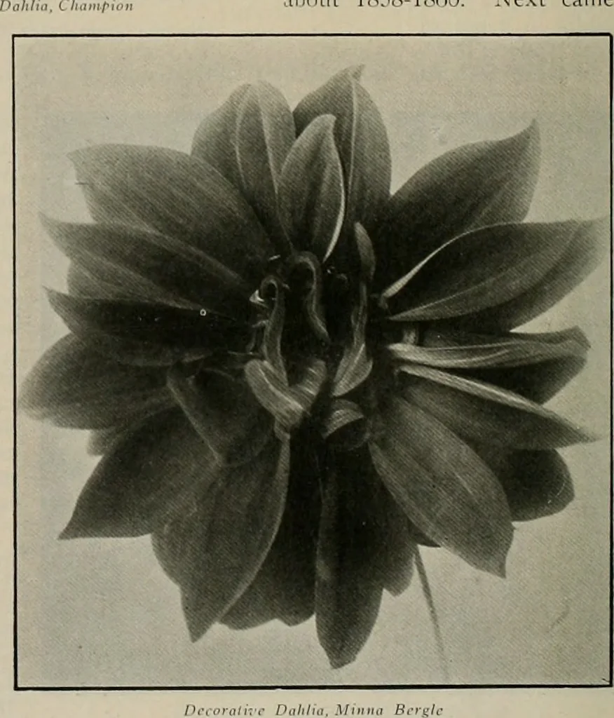 An illustration from The Architect & engineer of California and the Pacific Coast, 1905, leaf 559