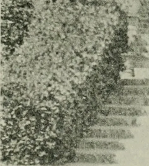 An illustration from The Architect & engineer of California and the Pacific Coast, 1905, leaf 416