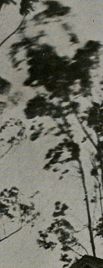 An illustration from The Architect & engineer of California and the Pacific Coast, 1905, leaf 746