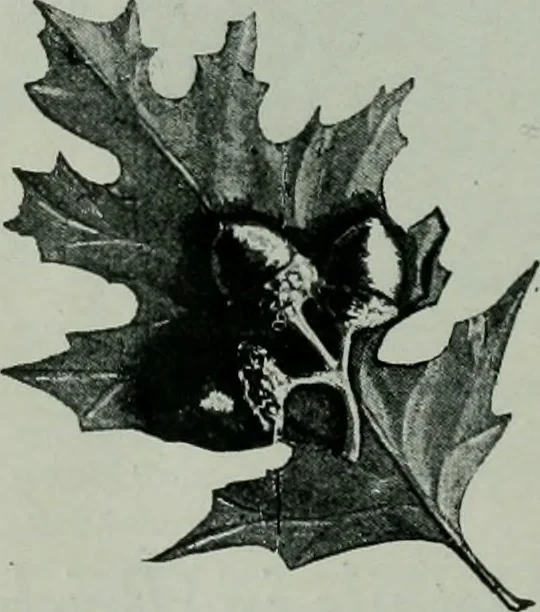 An illustration from Architect and engineer, 1905, leaf 137