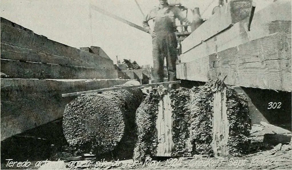 An illustration from Architect and engineer, 1905, leaf 316