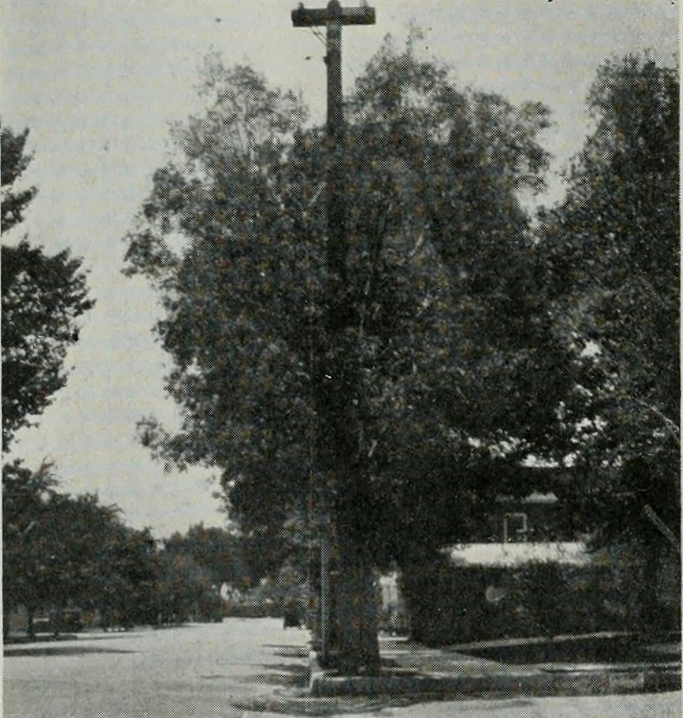 An illustration from Architect and engineer, 1905, leaf 157