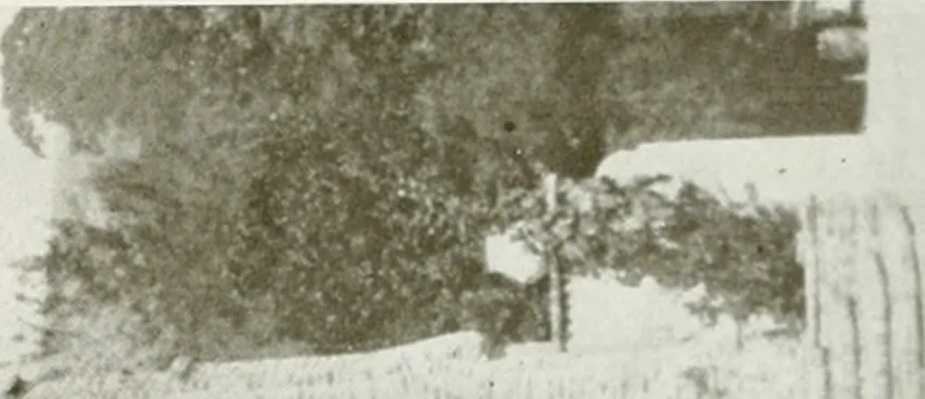 An illustration from Architect and engineer, 1905, leaf 374