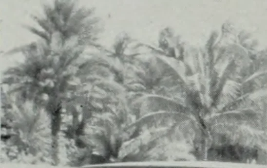 An illustration from Architect and engineer, 1905, leaf 17