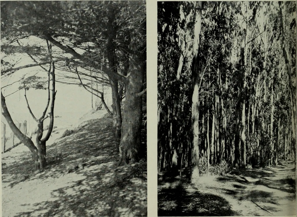 An illustration from Architect and engineer, 1905, leaf 401